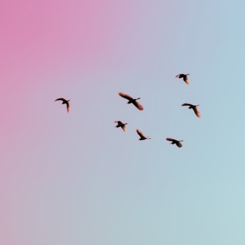 Vale mais um pássaro na mão... mesmo quando queremos voar?